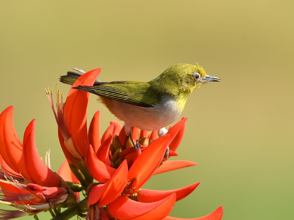 暗绿绣眼刺桐花
