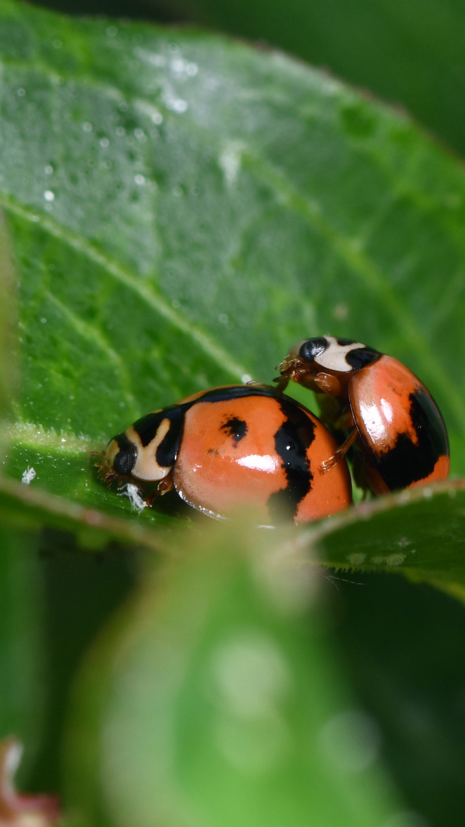 六条瓢虫六斑月瓢虫及幼虫蚜虫的天敌