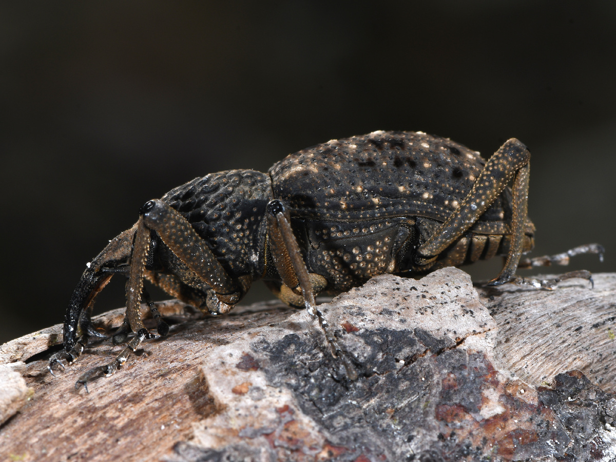 山上捡到一只大褐象鼻虫台湾标注是特有为什么会出现在这里呢