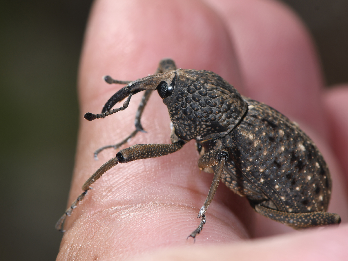 山上捡到一只大褐象鼻虫台湾标注是特有为什么会出现在这里呢
