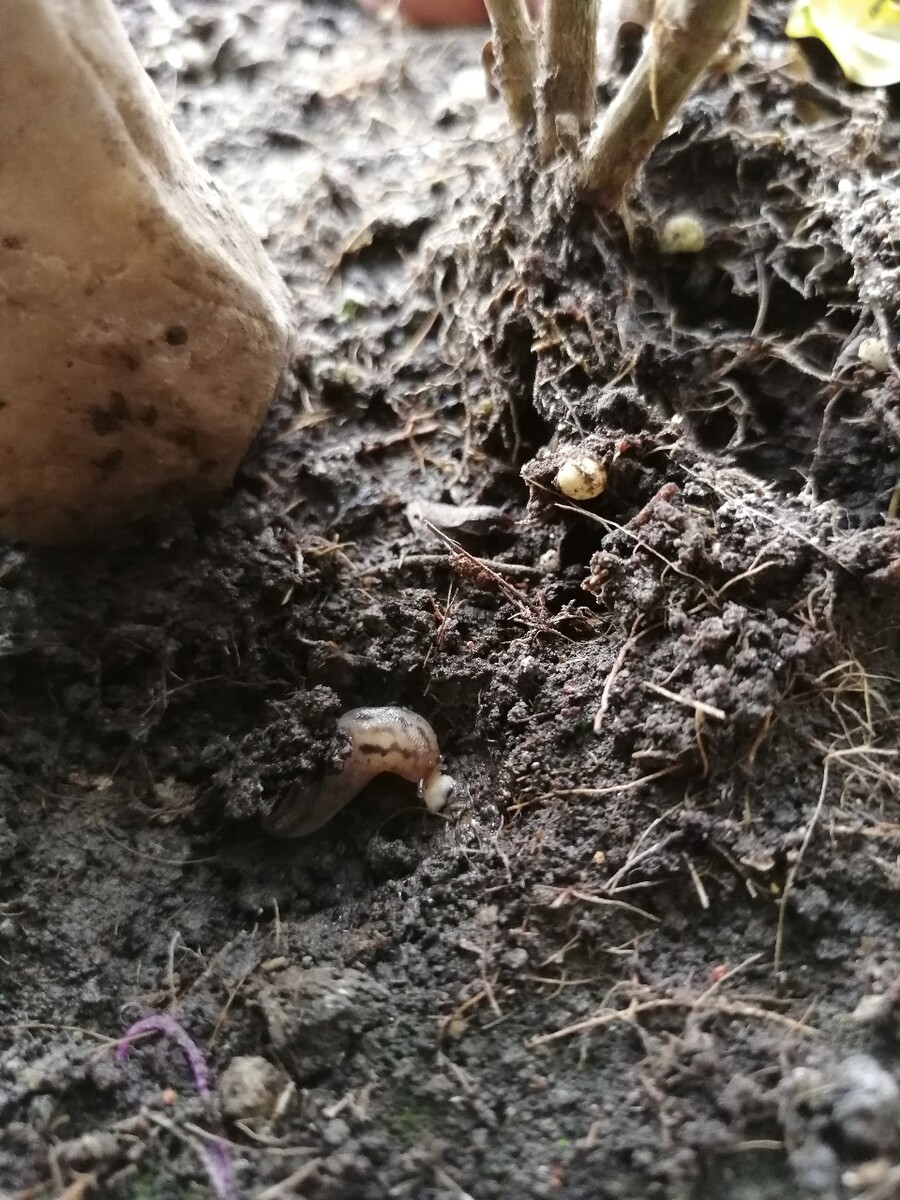 白玉蜗牛家庭怎么养殖视频