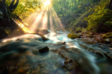 迷雾的山林