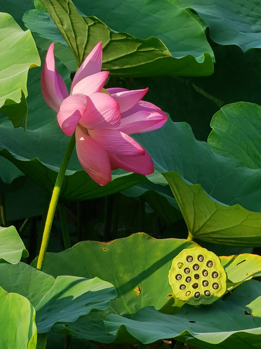 荷花莲子傍江生