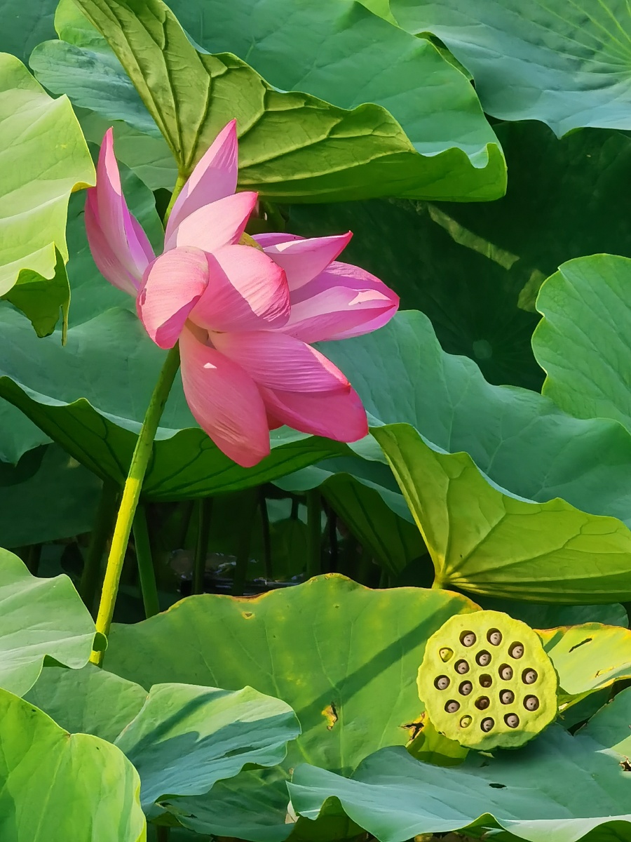 荷花莲子傍江生