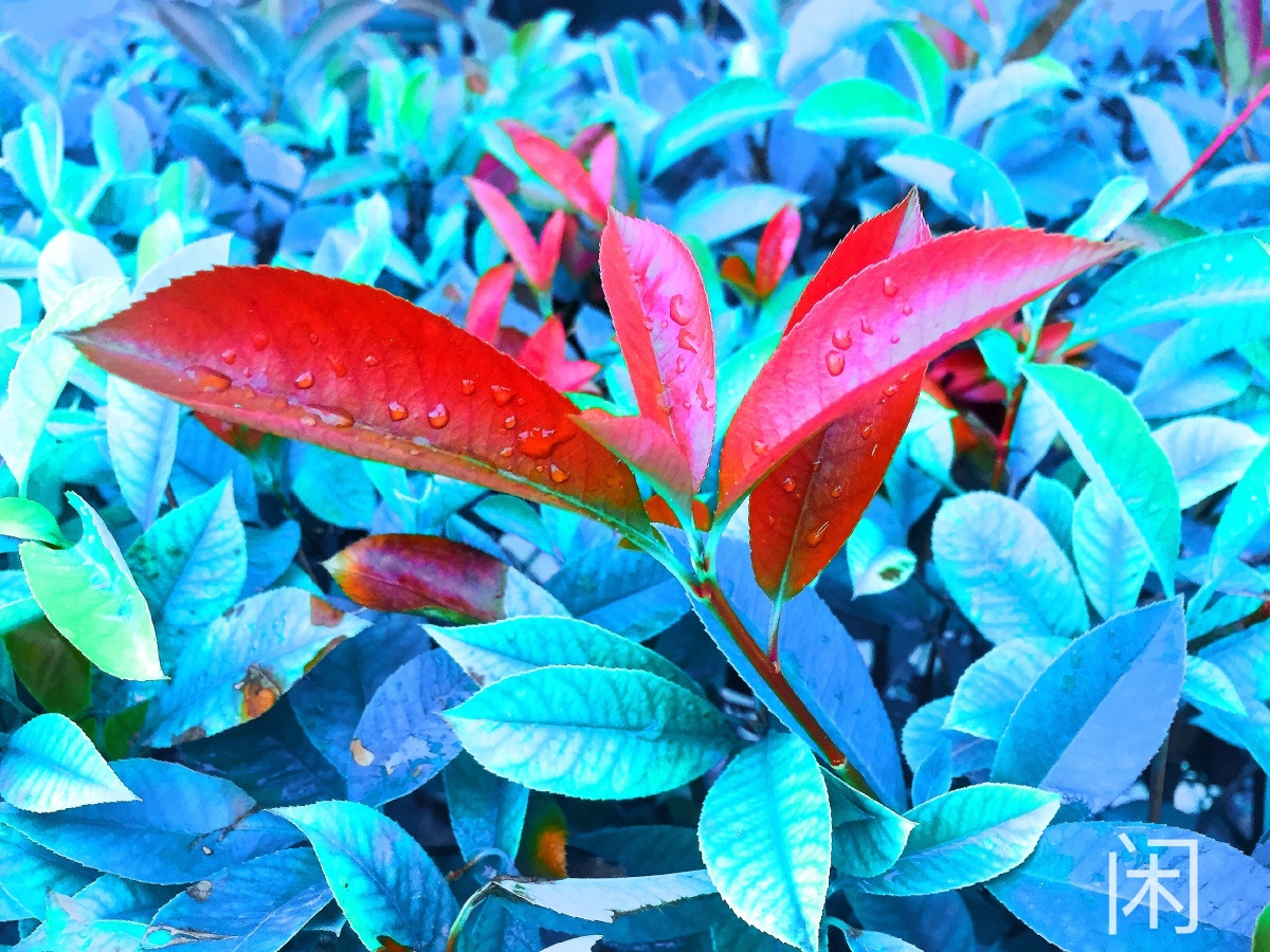 万绿丛中一片红