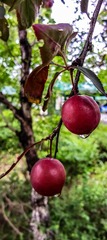 夏果