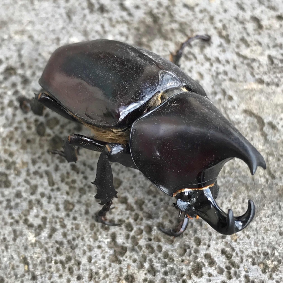 童书馆傅老师拍的姬兜