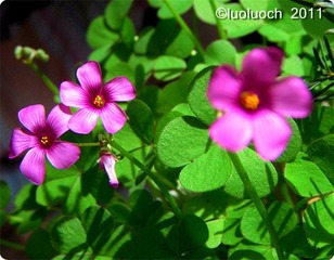 DSCN6105_