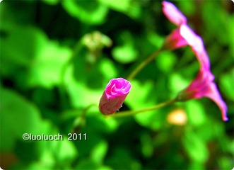 DSCN6111_