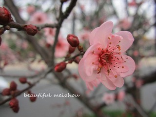 IMG_5552_