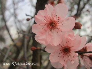 IMG_5582_