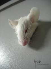 头