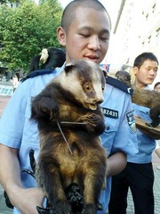 20090522－猪獾