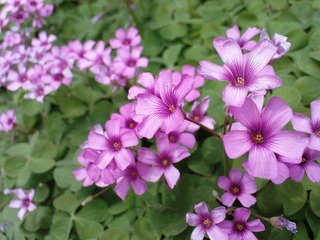 20090427－花痴
