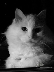 Blue猫