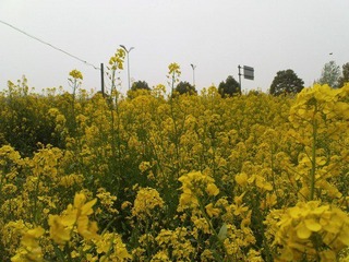 20080404－扬州油菜花开