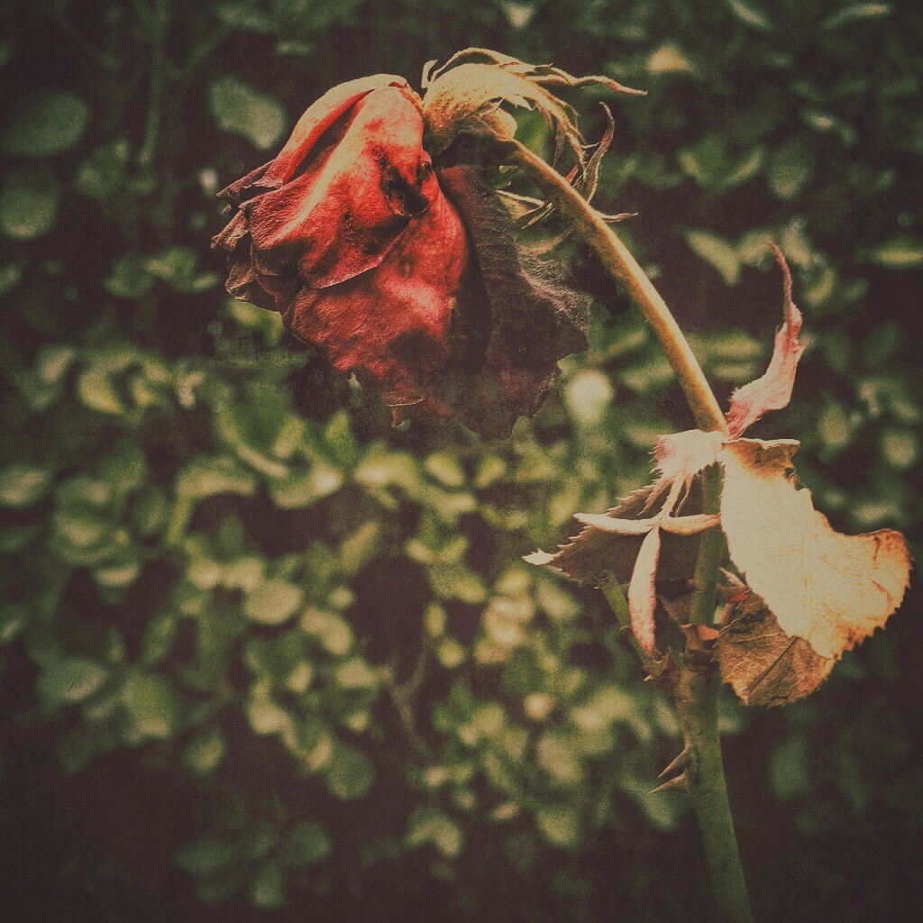 dried rose