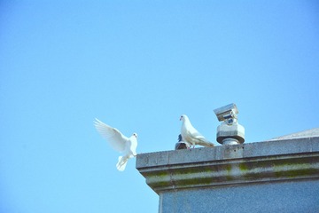 DSC_6262 (1)
