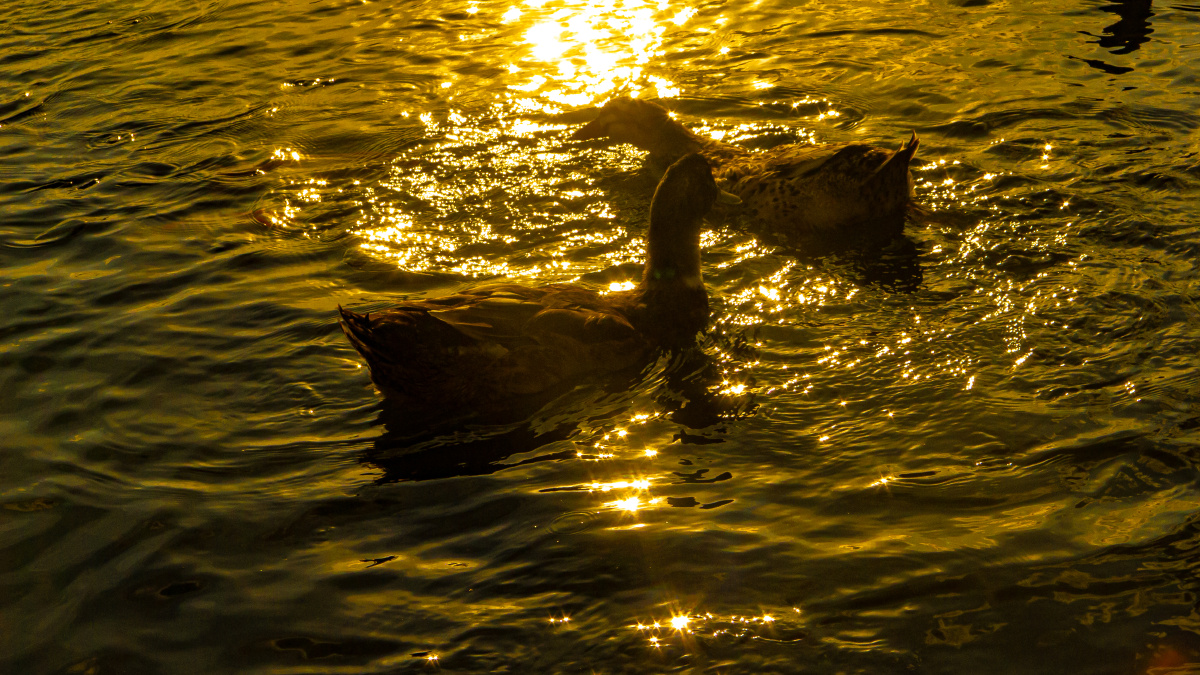 金色的鸭子08080808估计是可达鸭的伙计们很难想象这个是用十