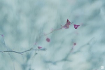 _DSC1877_调整大小