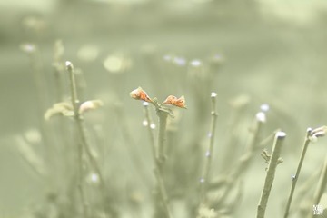_DSC1885a_调整大小