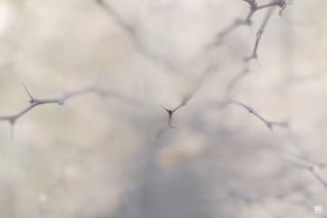 _DSC1911_调整大小