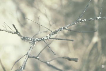 _DSC2162_调整大小