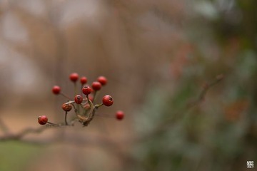 _DSC2338