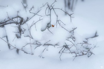 _DSC2608