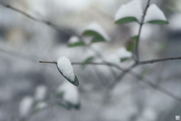 _DSC2654_调整大小