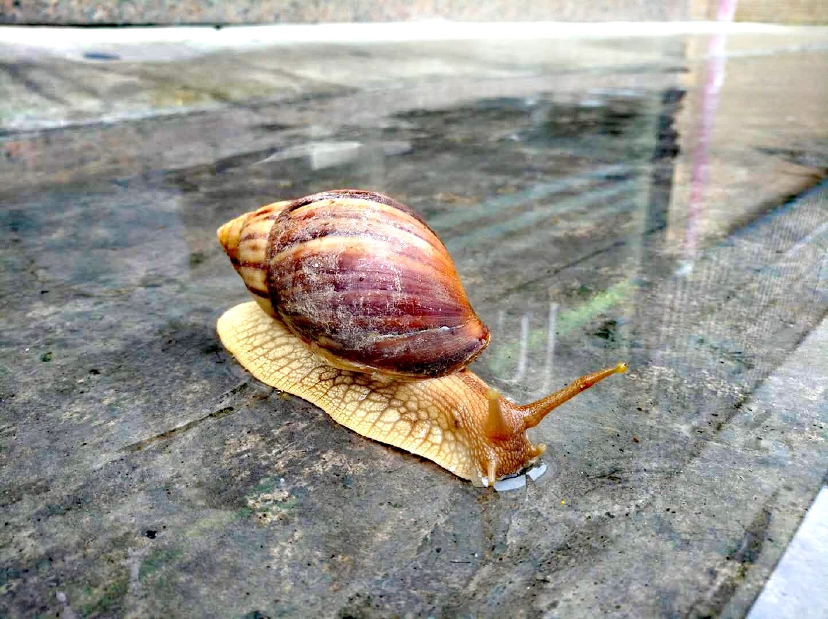 雨后,学校饭堂门口有只大蜗牛出没.