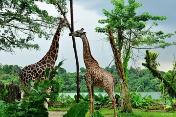 singapore zoo