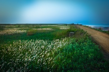 海风吹芦苇荡
