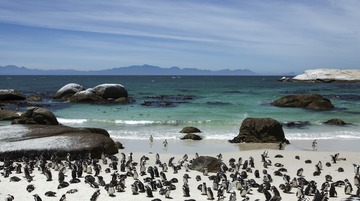 南非企鹅滩