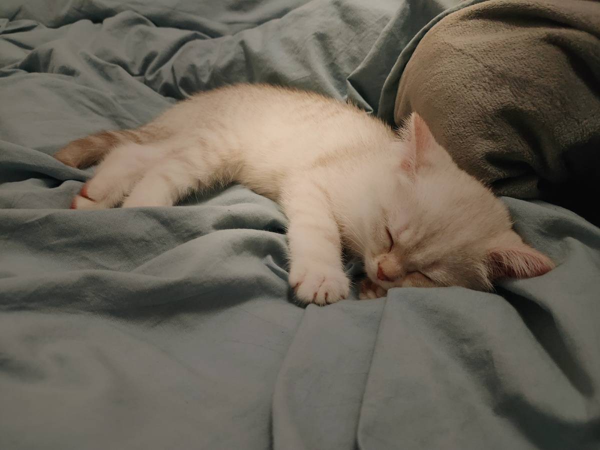 忙完发现自个躺床上睡觉了床被霸占了