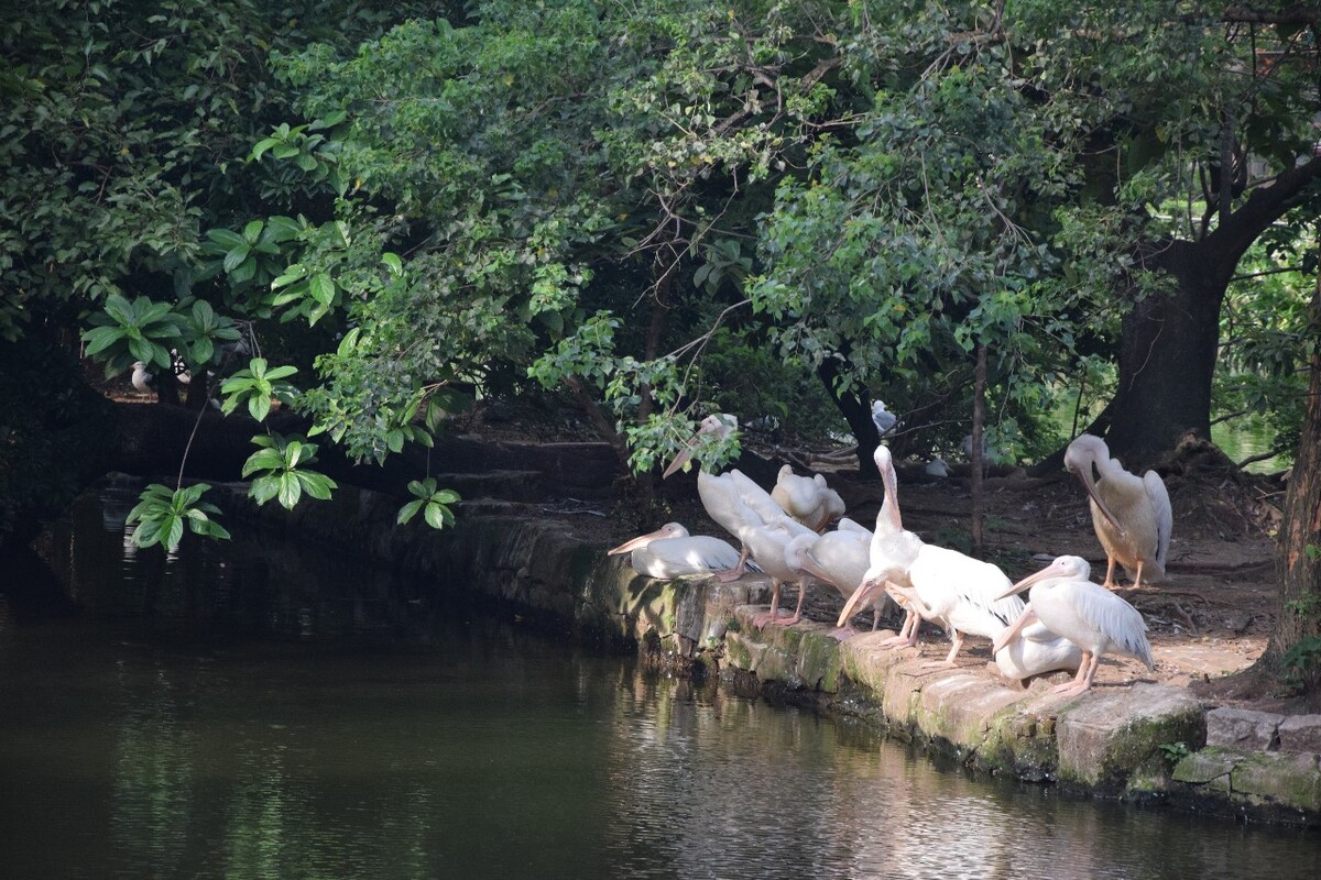 Pelican
