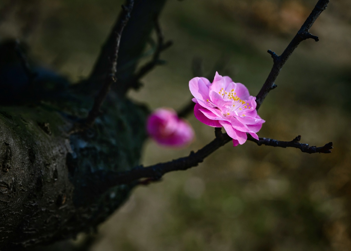 一花一世界,芬芳独自开