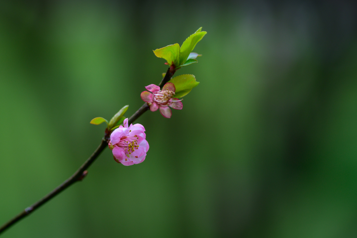 三月梅花开