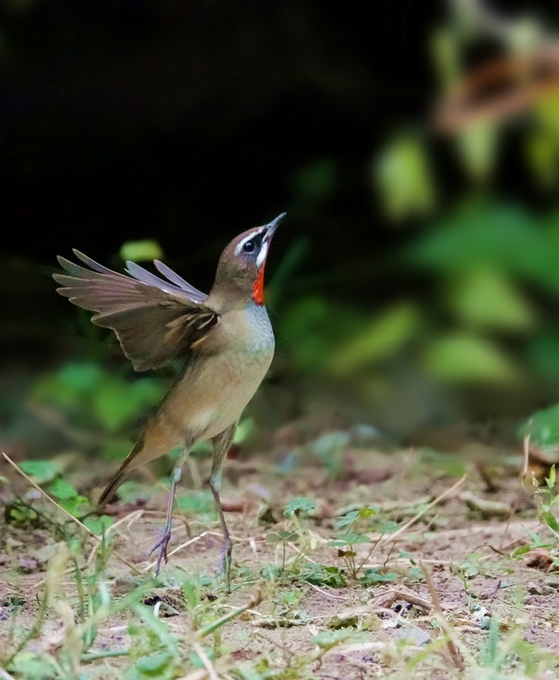 索尼黑卡4抓拍红点颏起飞瞬间.