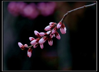 DSC08413__
