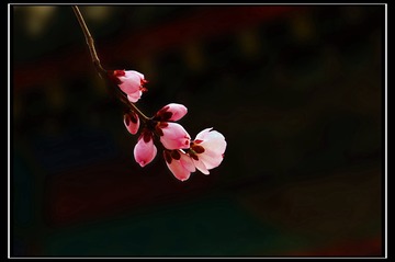 DSC08418___