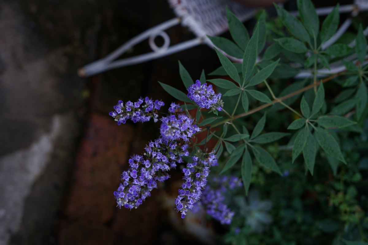 紫蓝昨日那抹紫蓝色等待多时的蓝莓果熟可爱的果子有些微酸蓝莓的清香