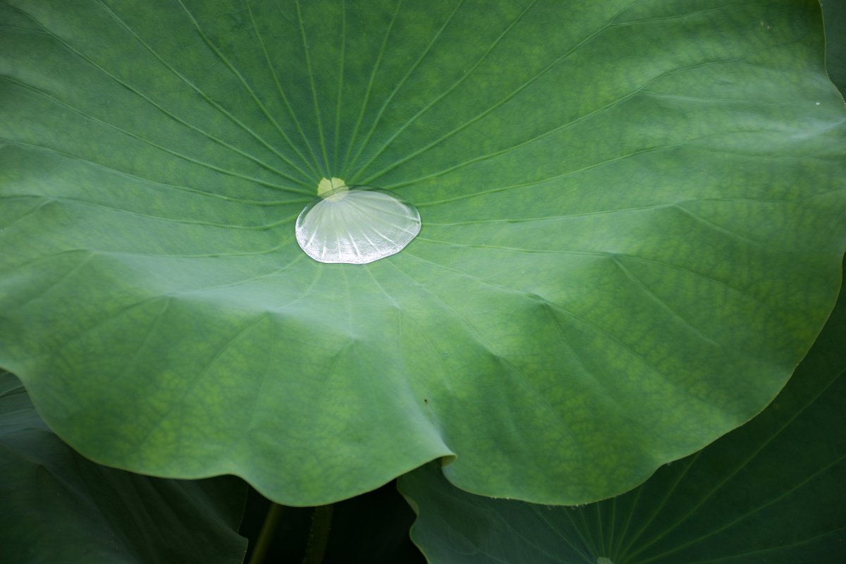 荷叶- 摄影杨涛 - 图虫