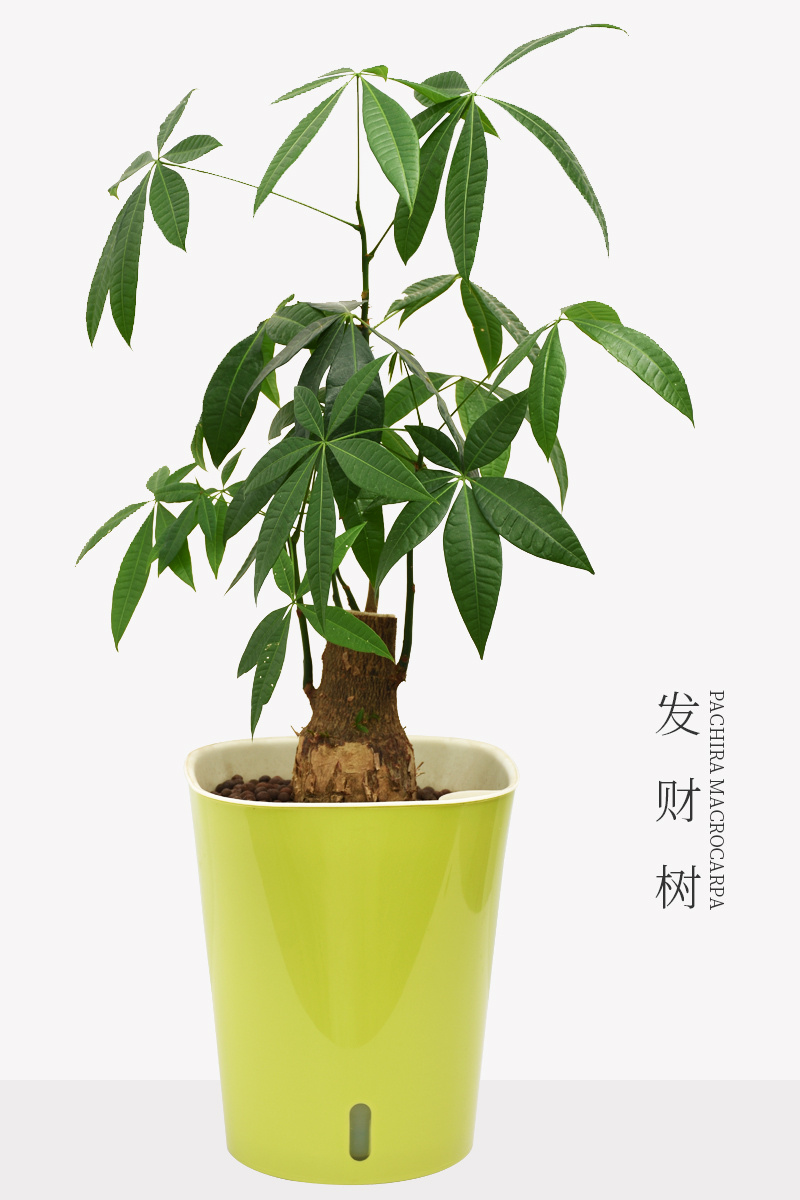 发财树 - 摄影爱好者杨涛 - 图虫