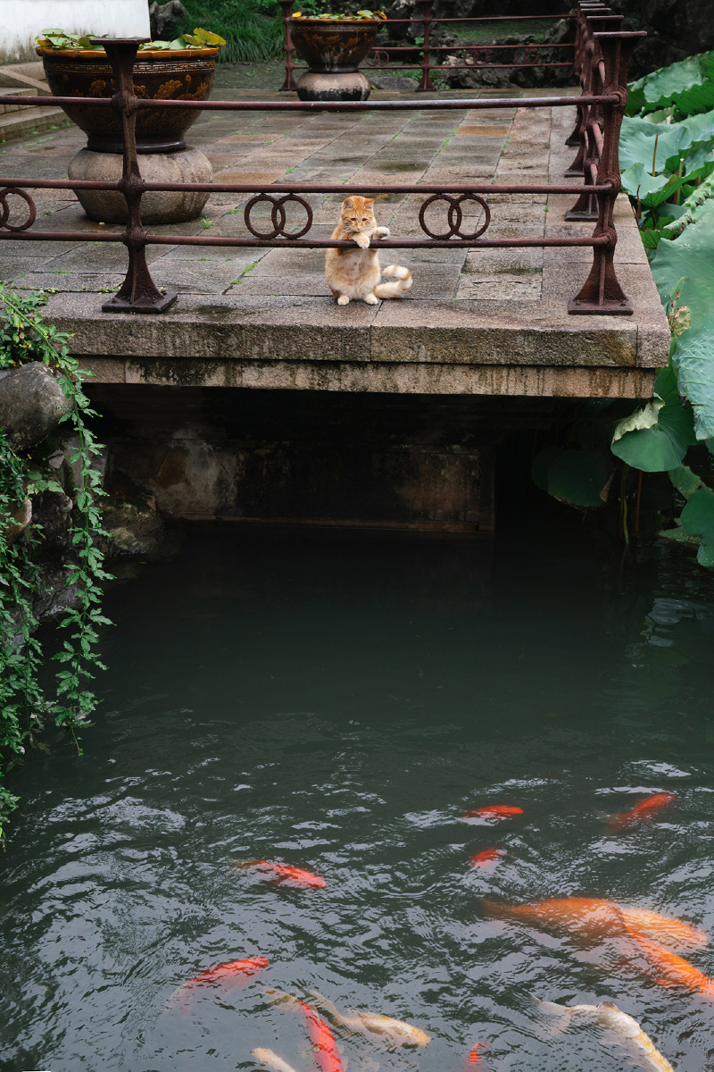 苏州园林怡园老咪宝宝日常观鱼老咪宝宝哪一条都喜欢就是不会游泳