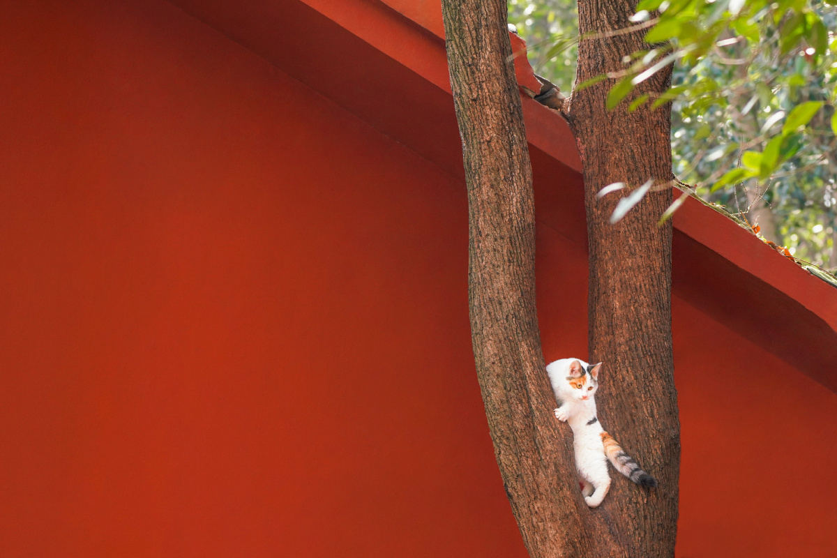 今晚又修了两张横版,可做电脑或pad壁纸哦.