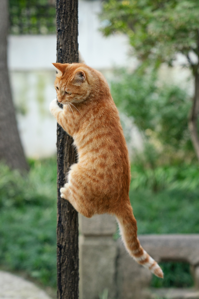 苏州怡园老咪锻炼图 - 西蒙娜的猫咪物语 - 图虫