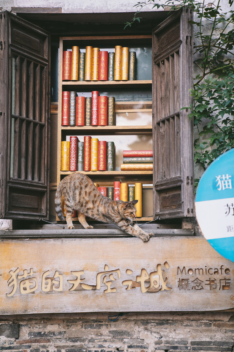 猫咪又来到了猫的天空之城是否意味着好运将会到来