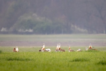_DSC1326-1