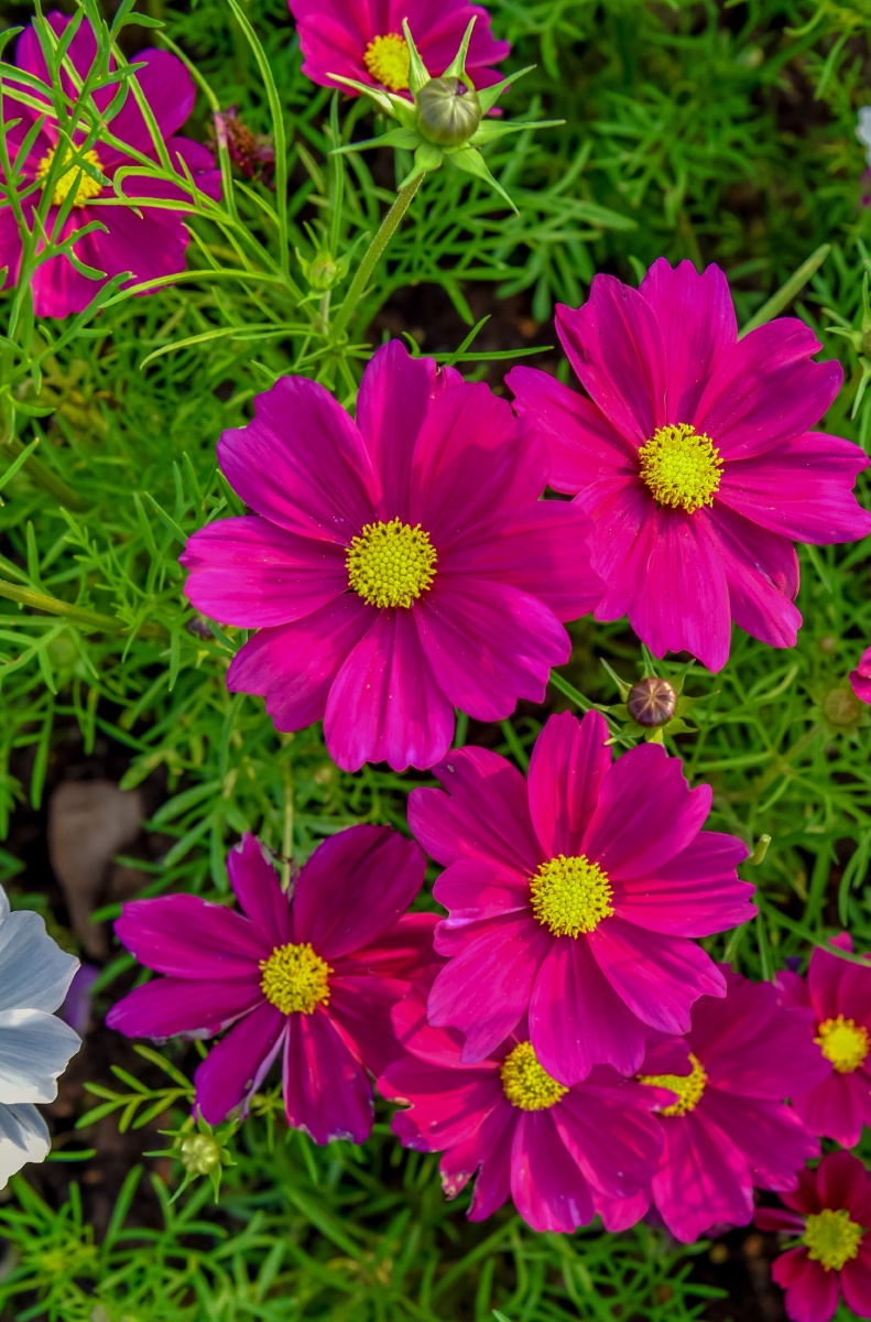 据说遇到八片花瓣的格桑花就会遇到幸福